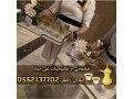 khogy-osbabyn-kho-fy-gd-khdm-dyaf-aarby-fakhr-0552137702-small-0