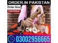 dragon-skin-color-condom-price-in-pakistan-03002956665-small-0